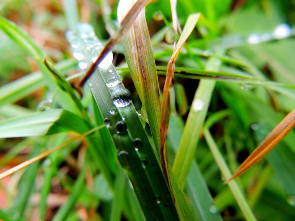 Застывшие капли росы