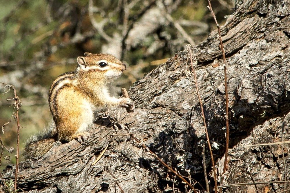 Бурундук за обедом