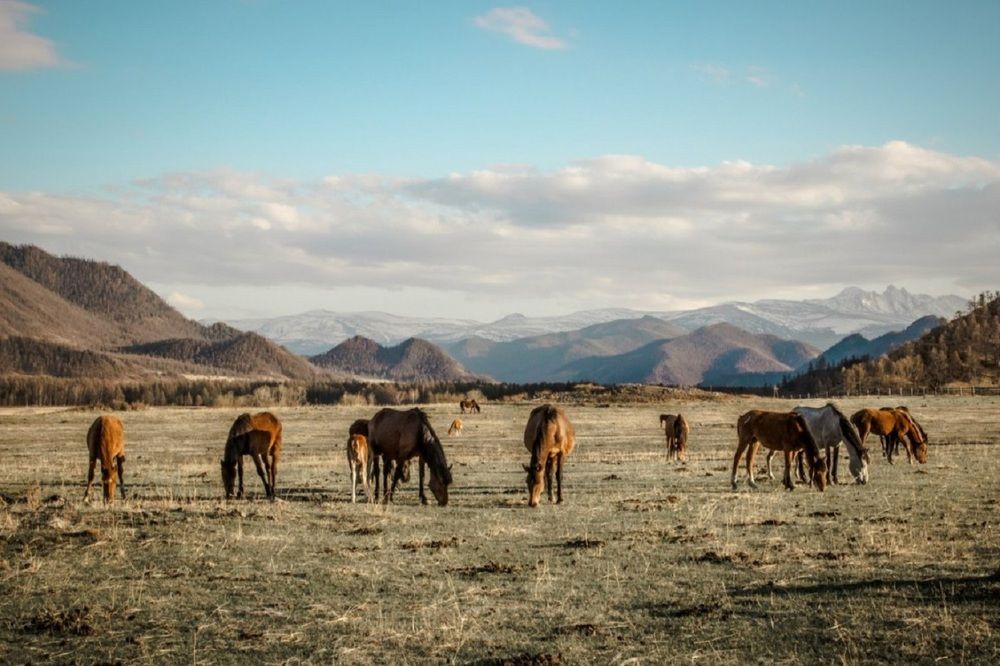 На Семинском перевале