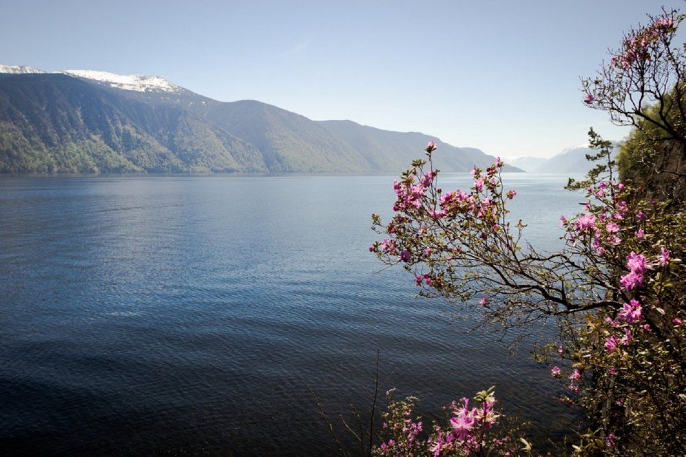 Рододендрон цветет