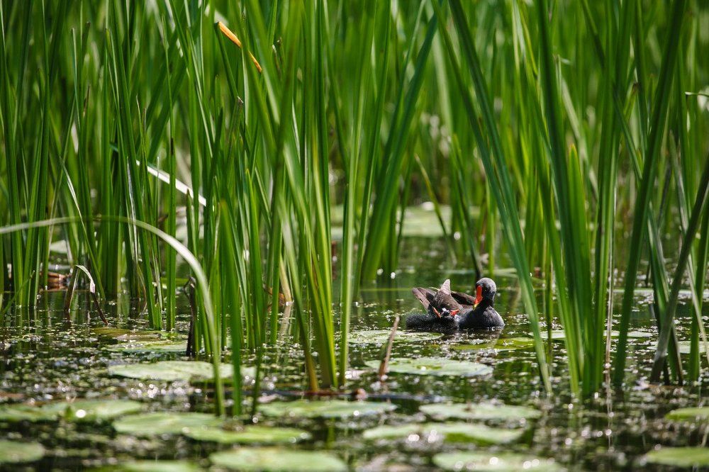 Камышница с птенцом