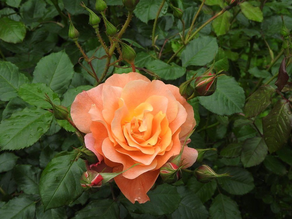 Batumi Rose