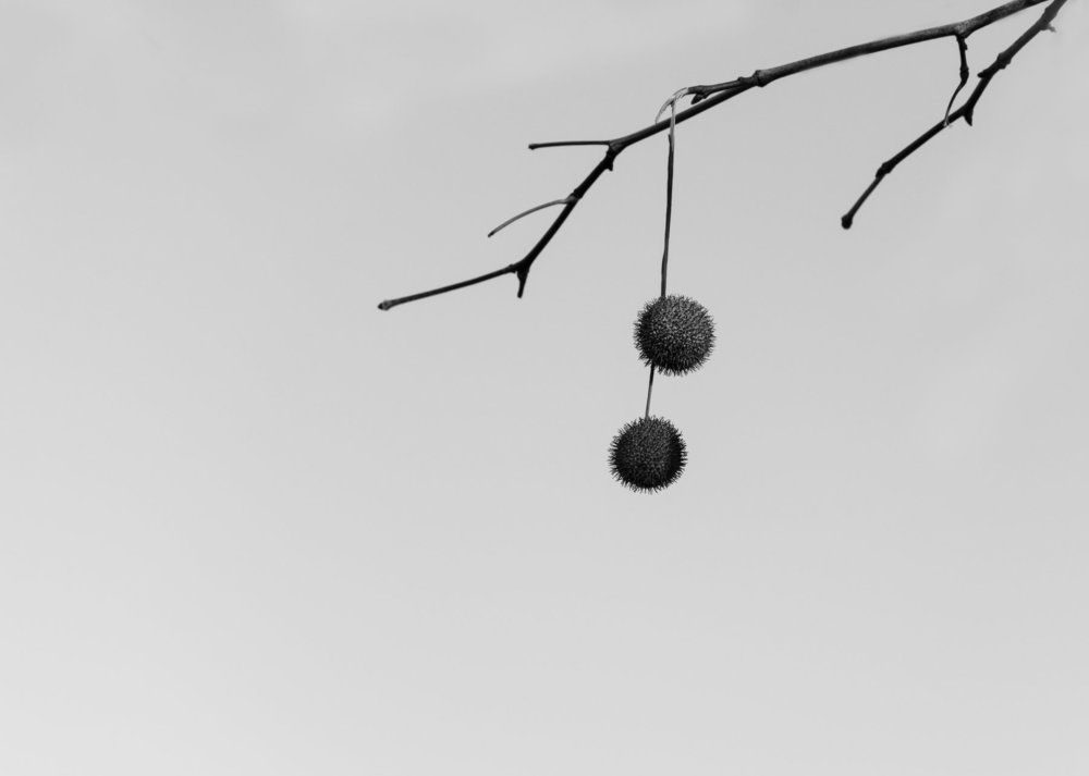 На волоске от...