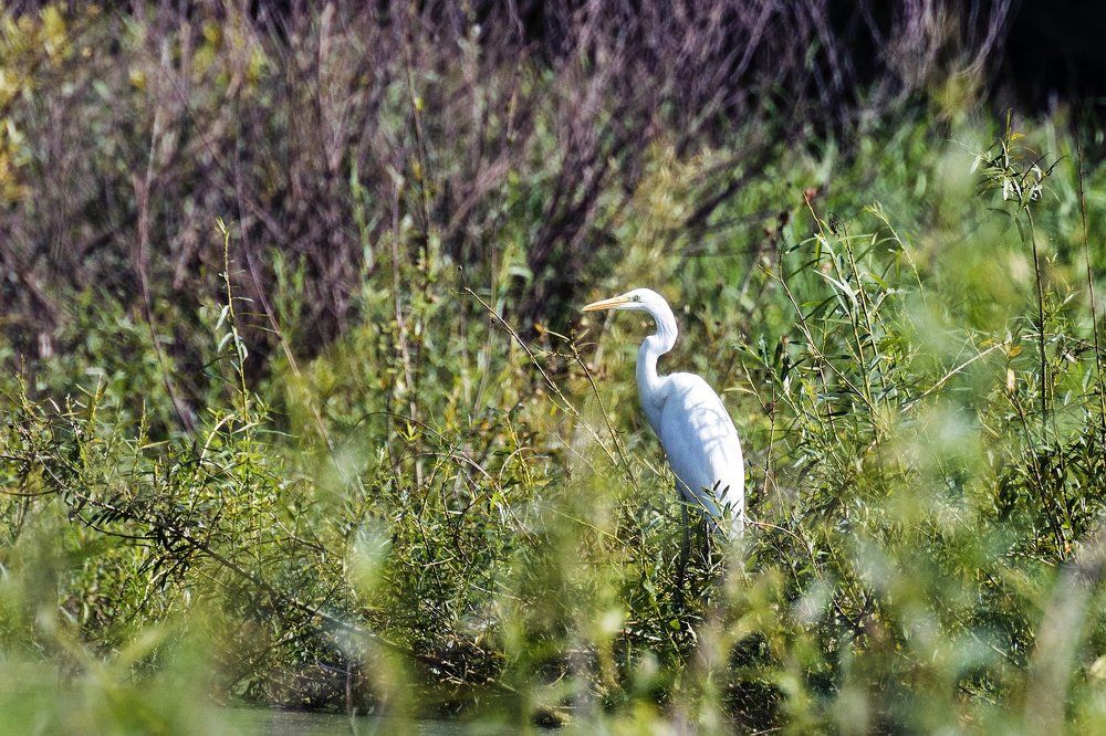 белая цапля