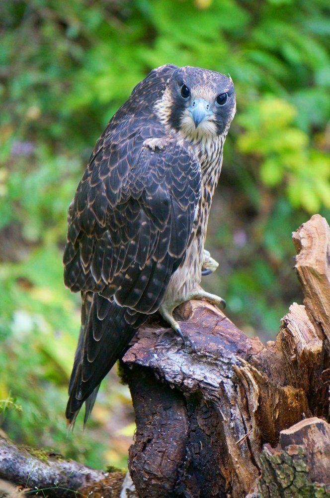 Сокол-Сапсан