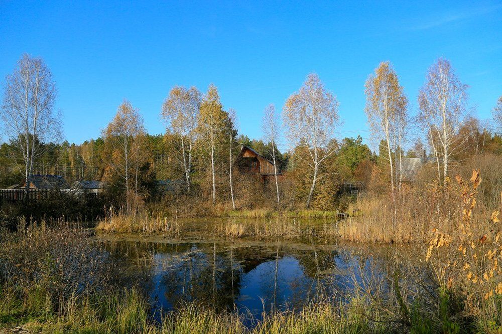 Заброшенный пруд