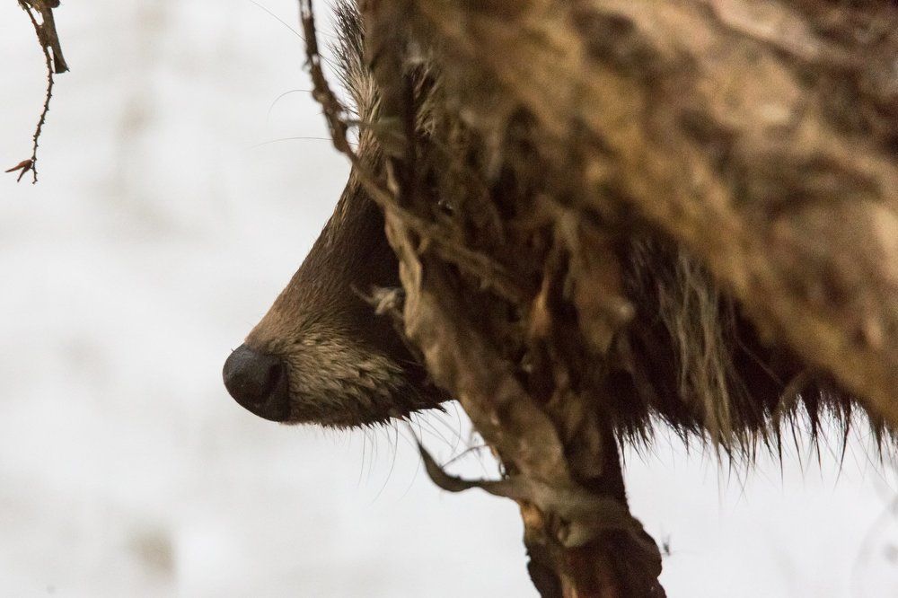 Енотовидная собака