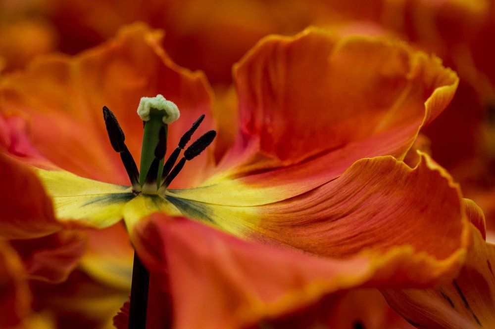 В пламени...