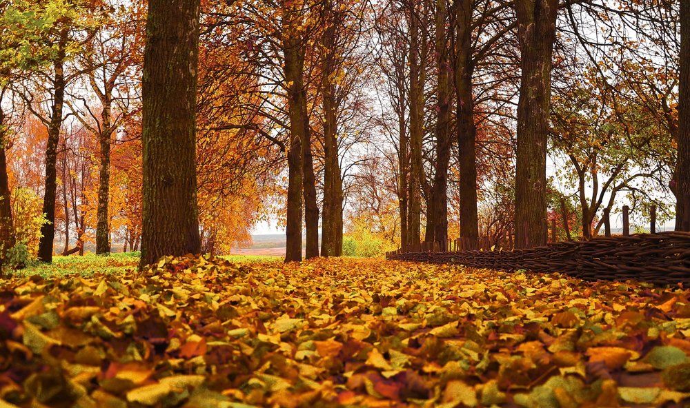 Осень в Константиново