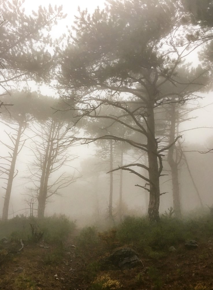 Photograph by Яэль (Юлия Ситохова)