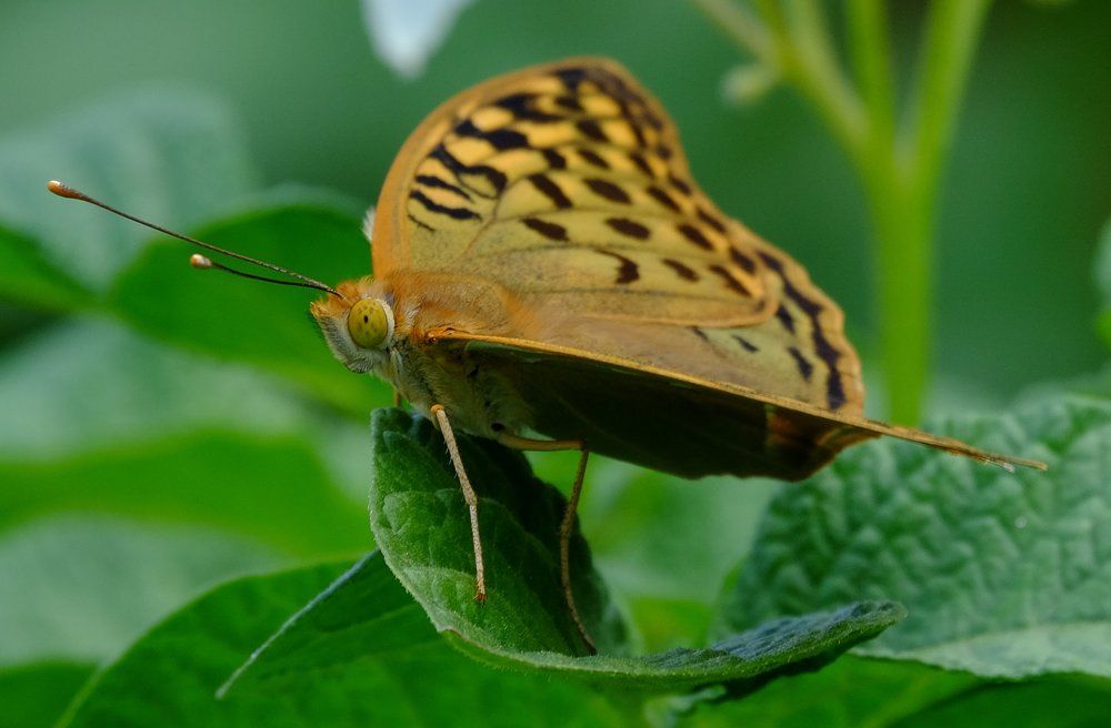 Бабочка красавица