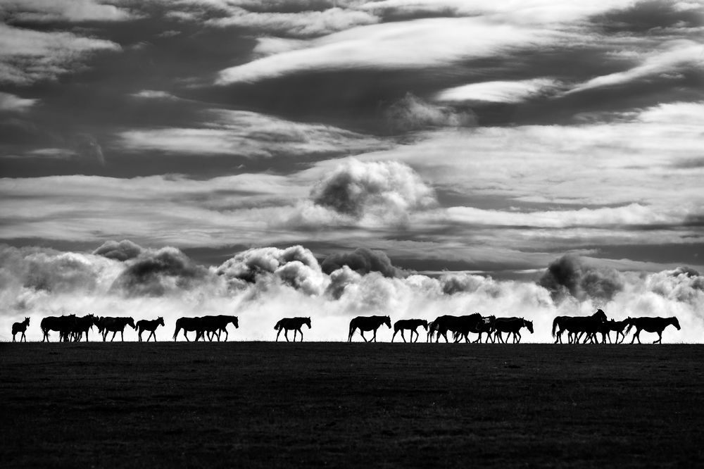 Перегон лошадей на пастбище