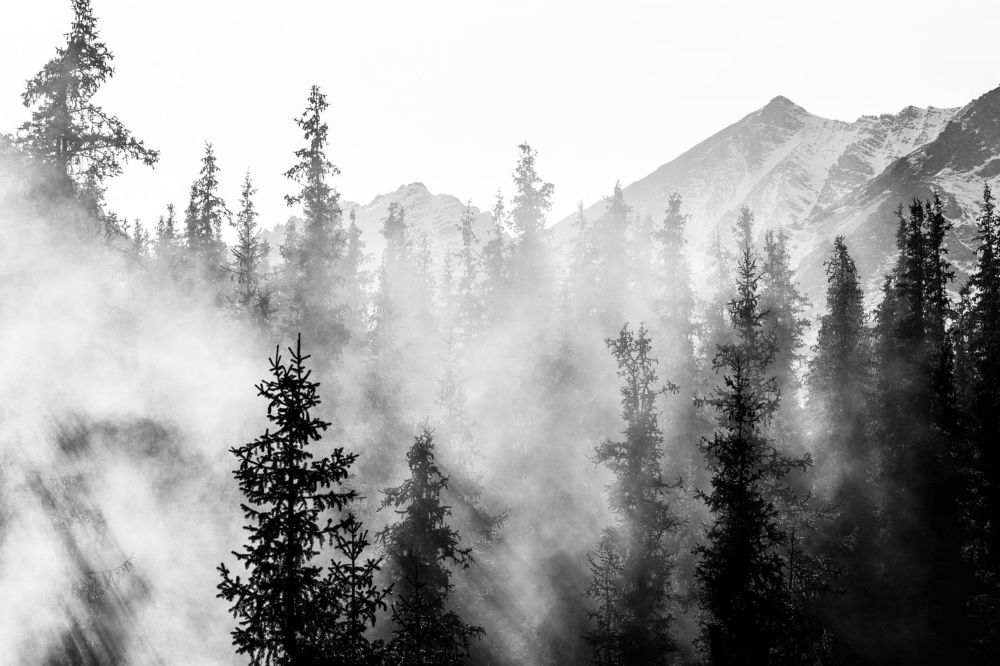 Тянь-шанские ели