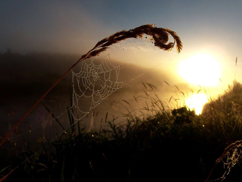 Кривецкий рассвет