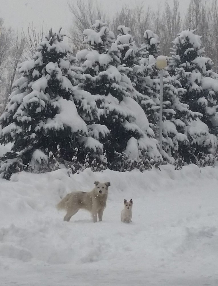 Белое на белом.