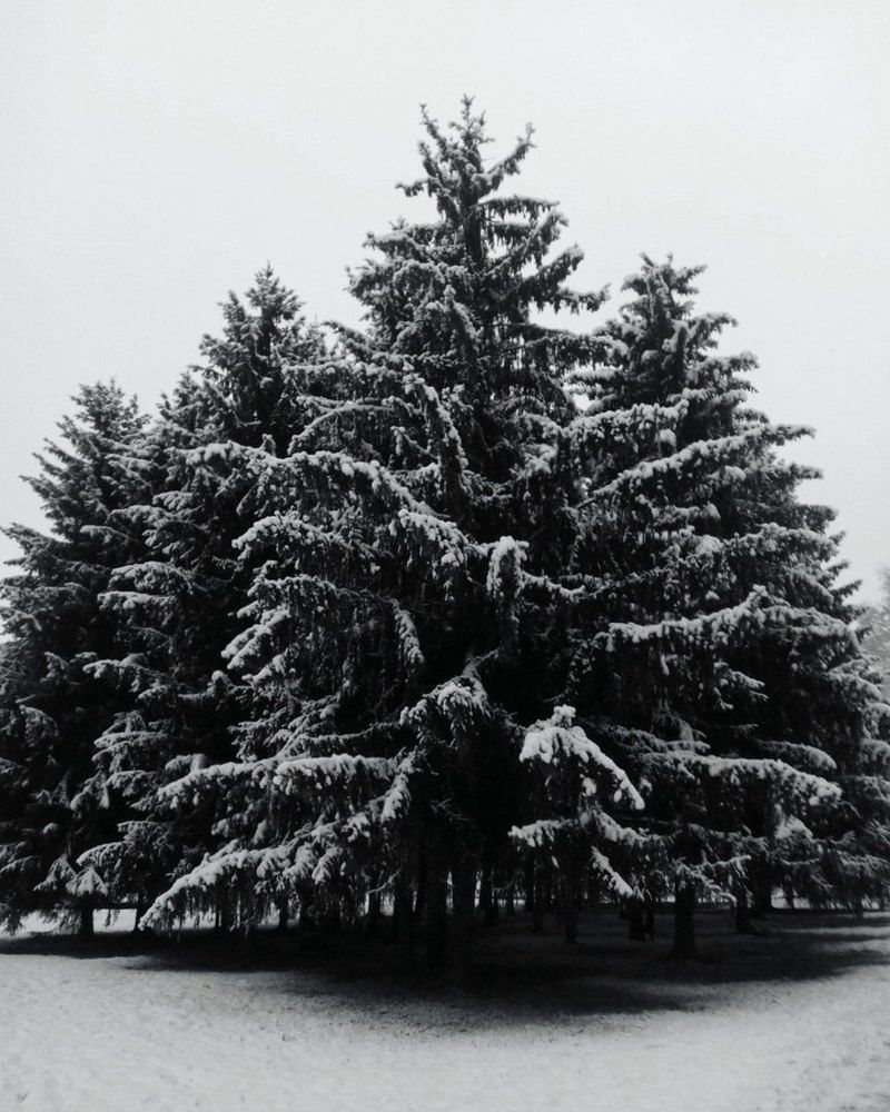 Photograph by Yana