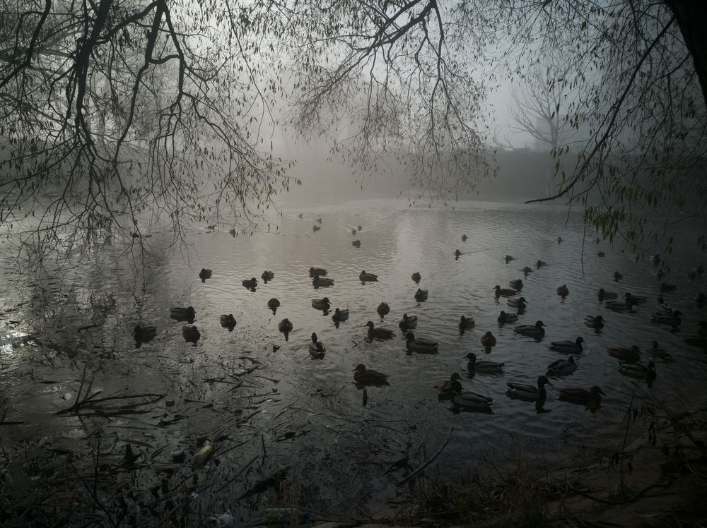 Туман над прудом