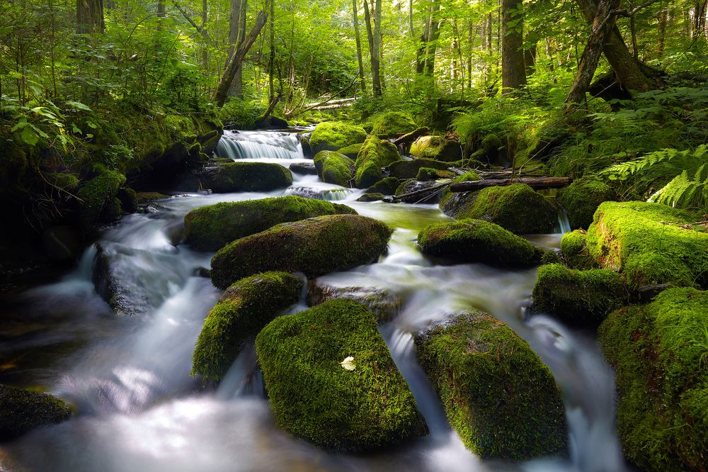 таёжный ручей