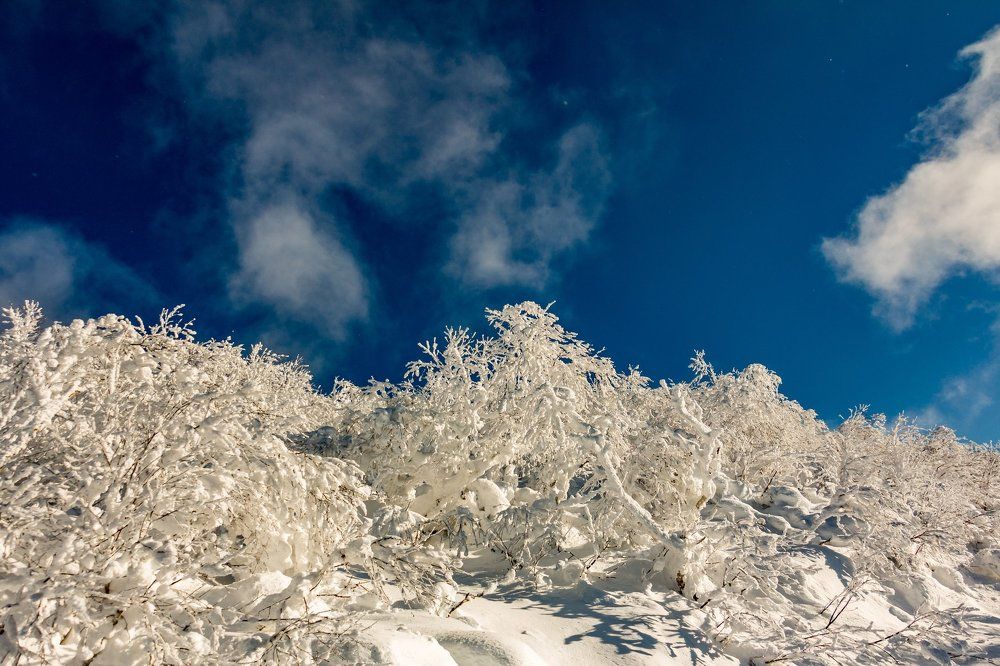 зачарованный лес