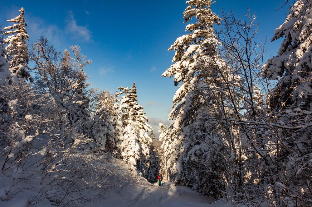 утренний лес