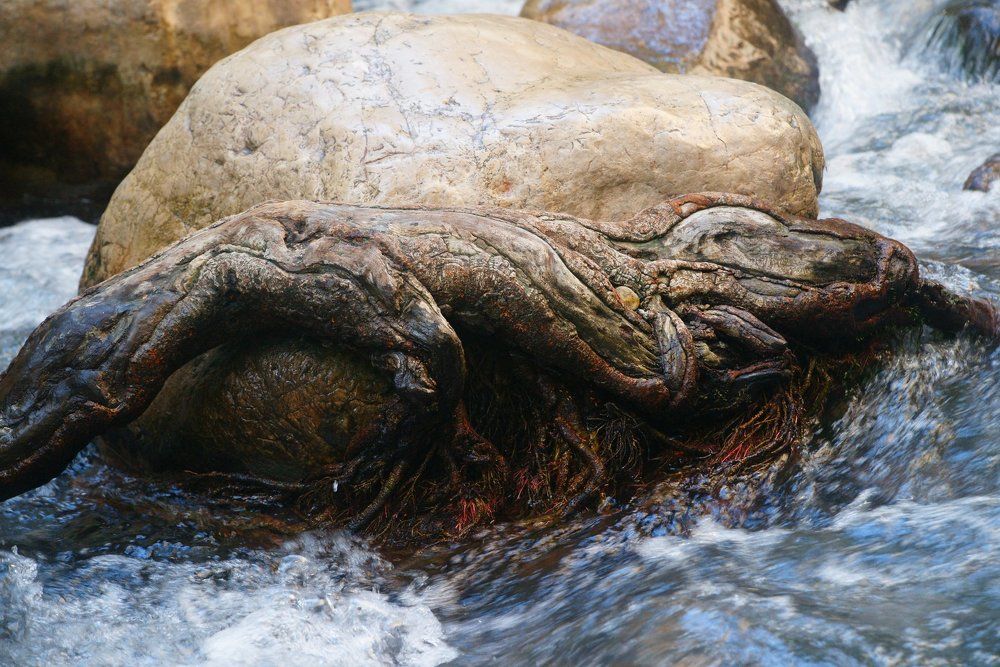 сон дракона