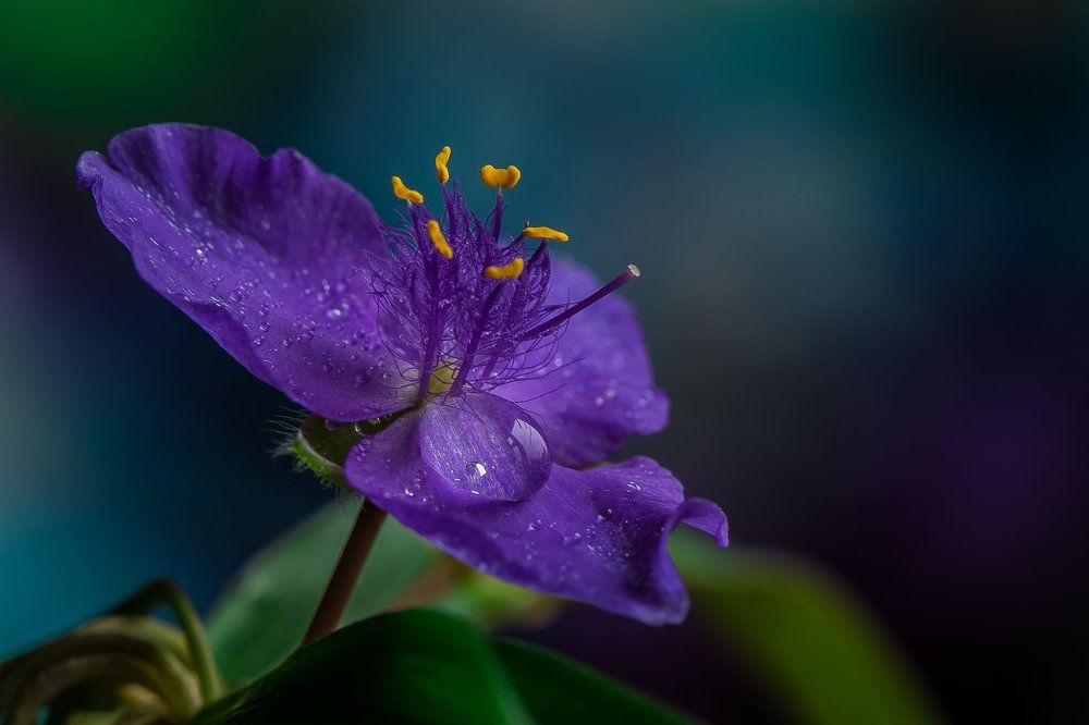 О традесканции...