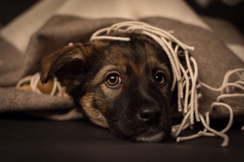 Puppy