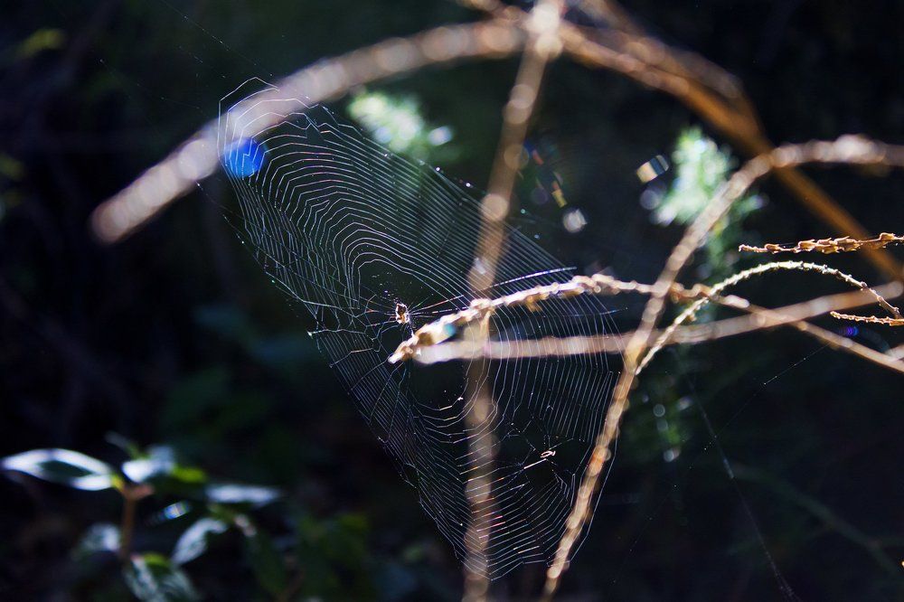 Photograph by Ирина Костенко