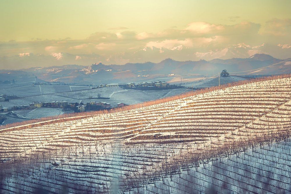 Виноградники