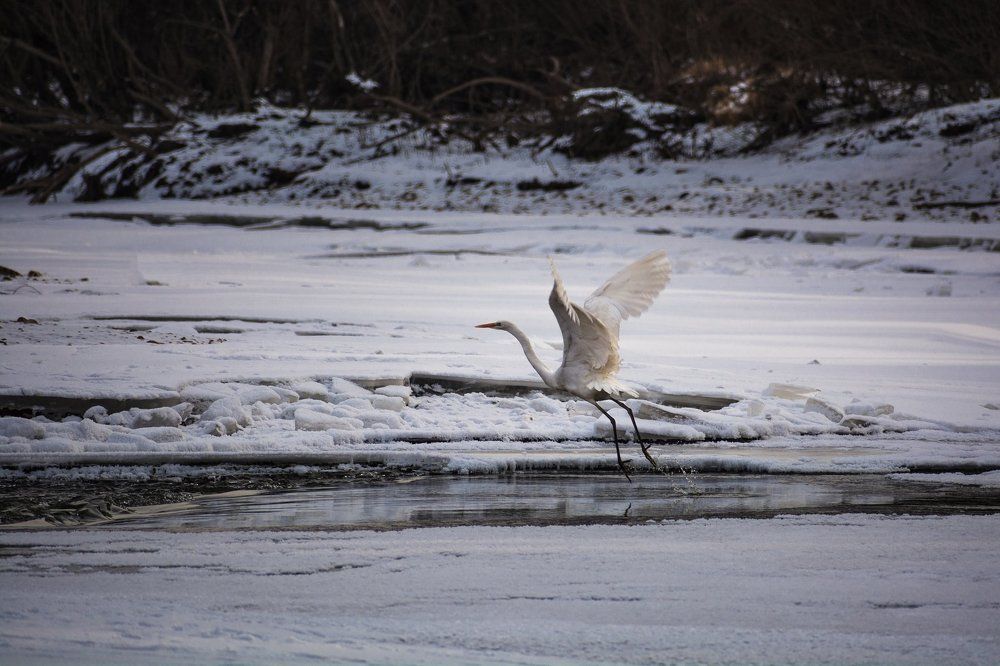 Большая белая цапля