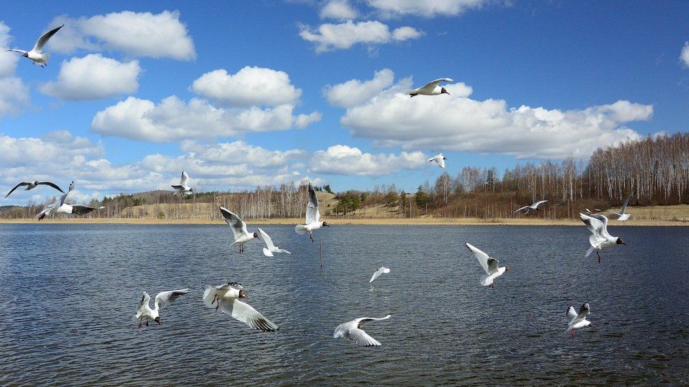 Весна на озере