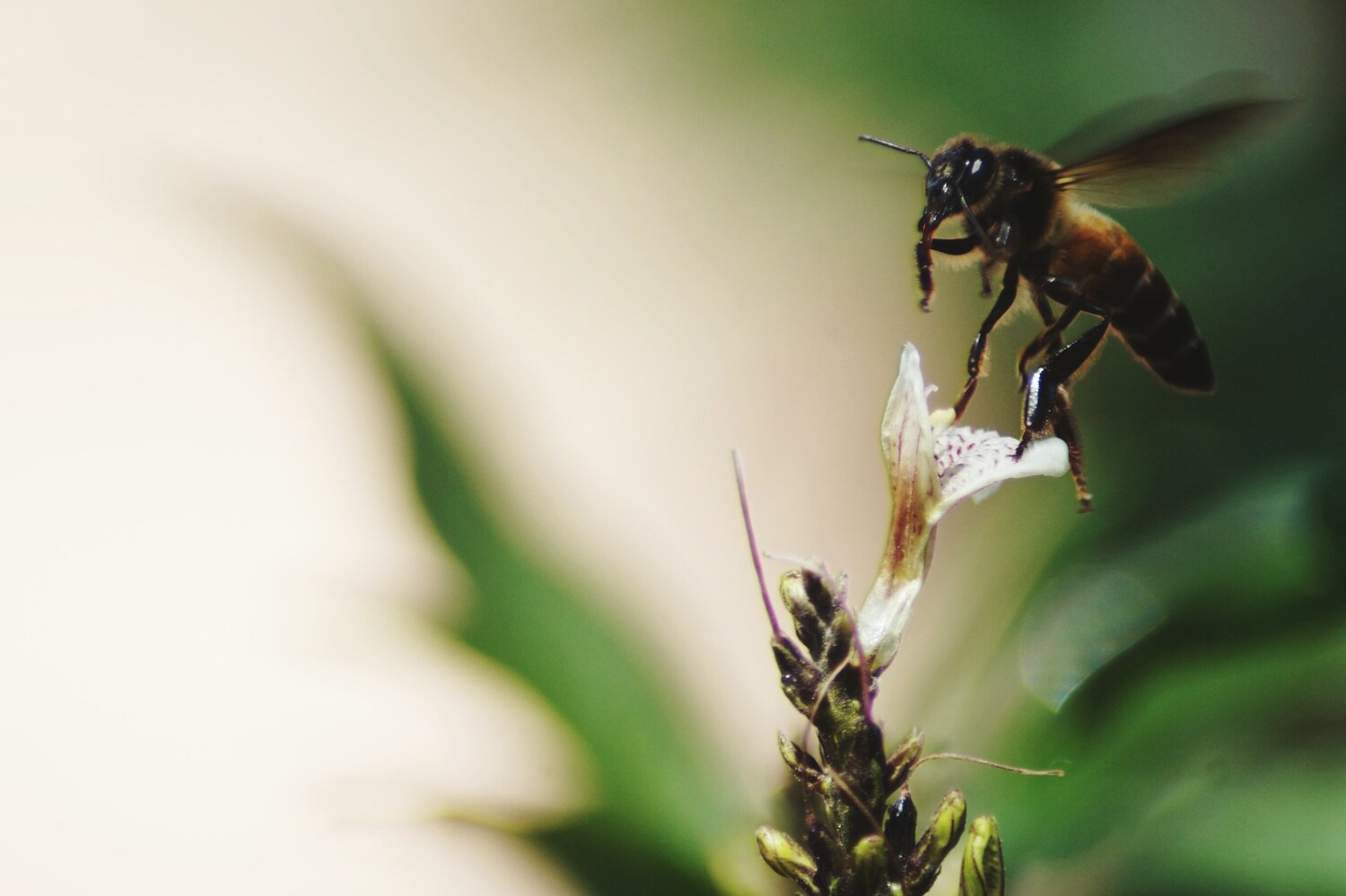 BEEZY BEE