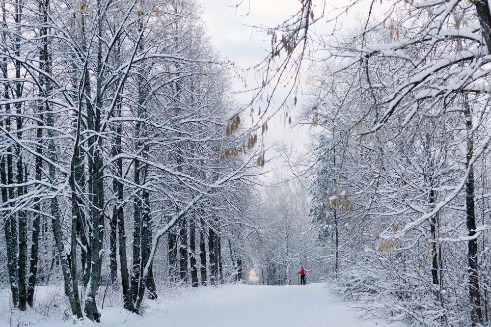 Photograph by Larisa Mashkina