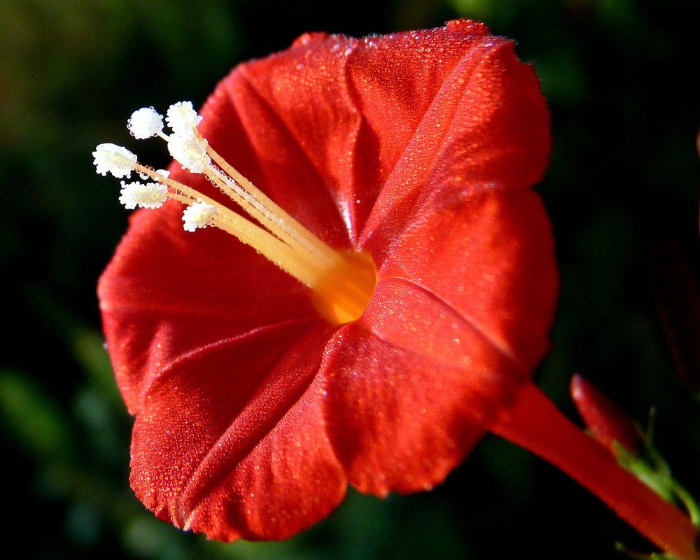 Red flower with dew