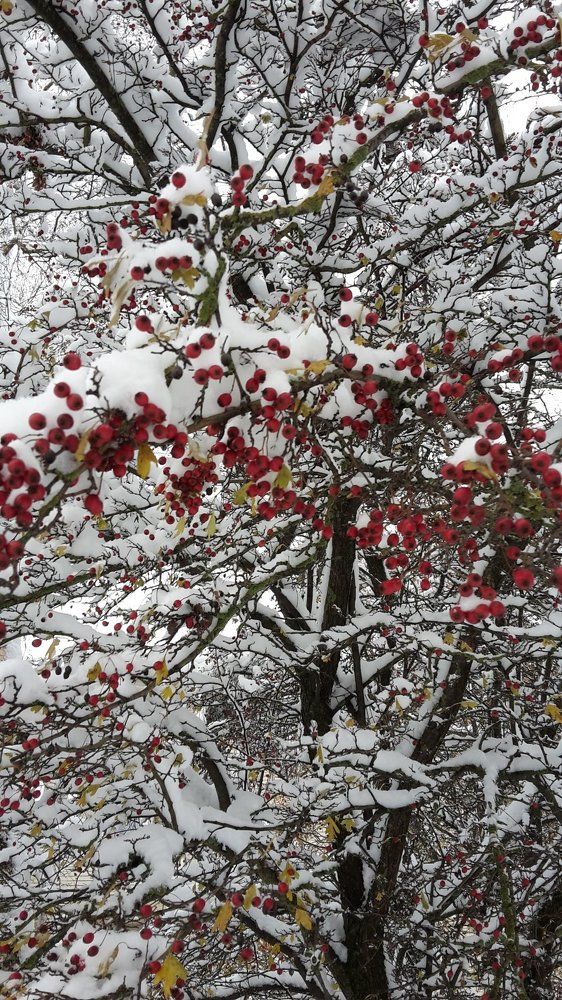 Этот снежный ноябрь