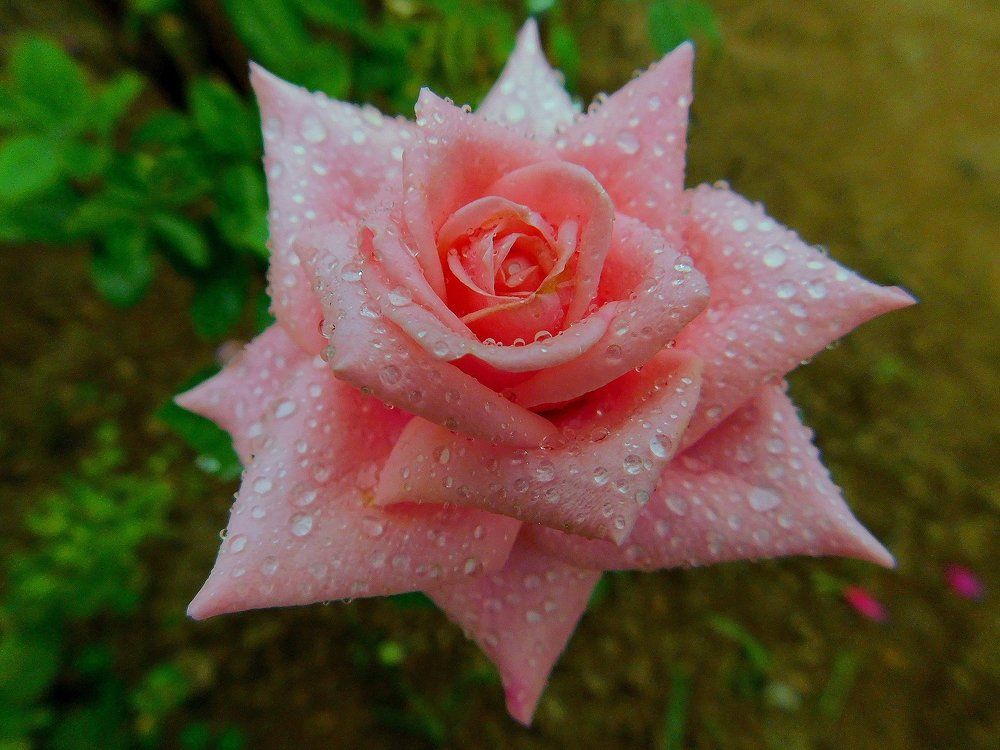 Diamond on Rose