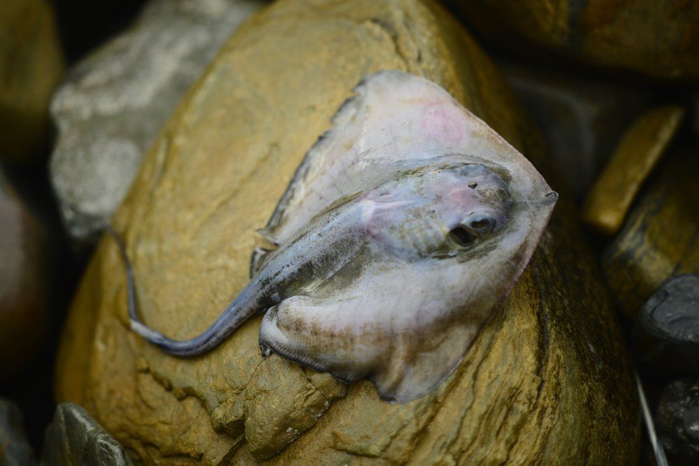 Фотография автора Медведев Сергей