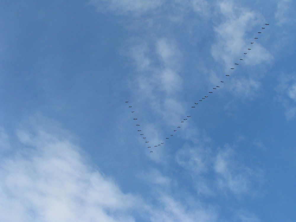 Гусиный клин.