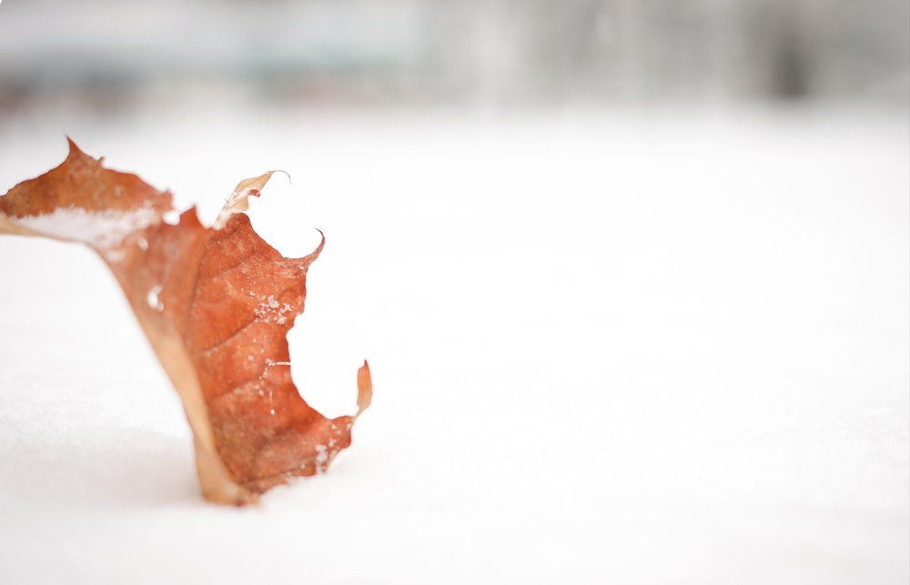 Последний лист