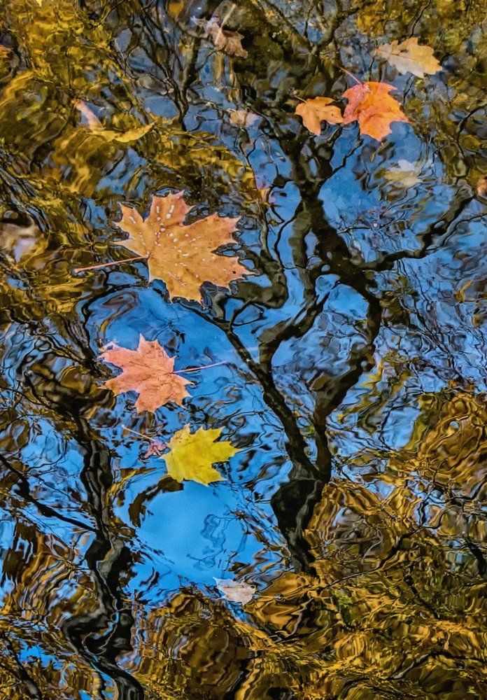 отражение осени