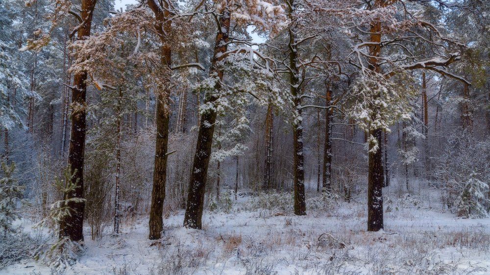 Первый снег в сосновом бору