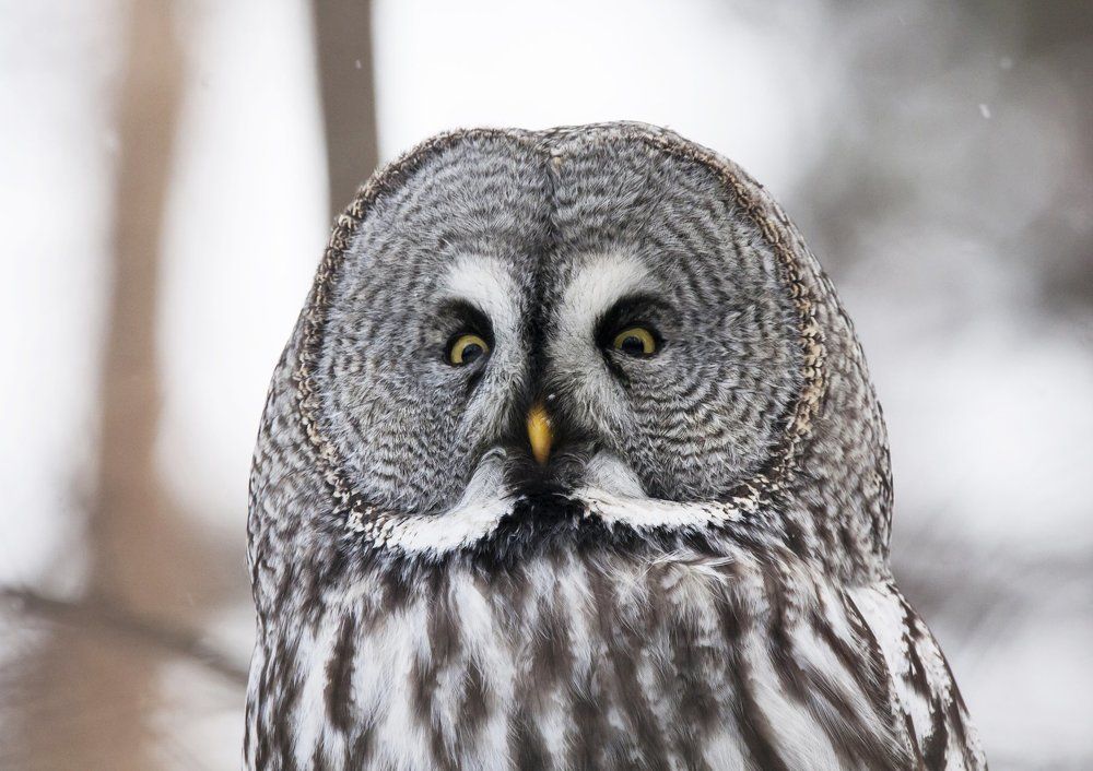 Great grey owl
