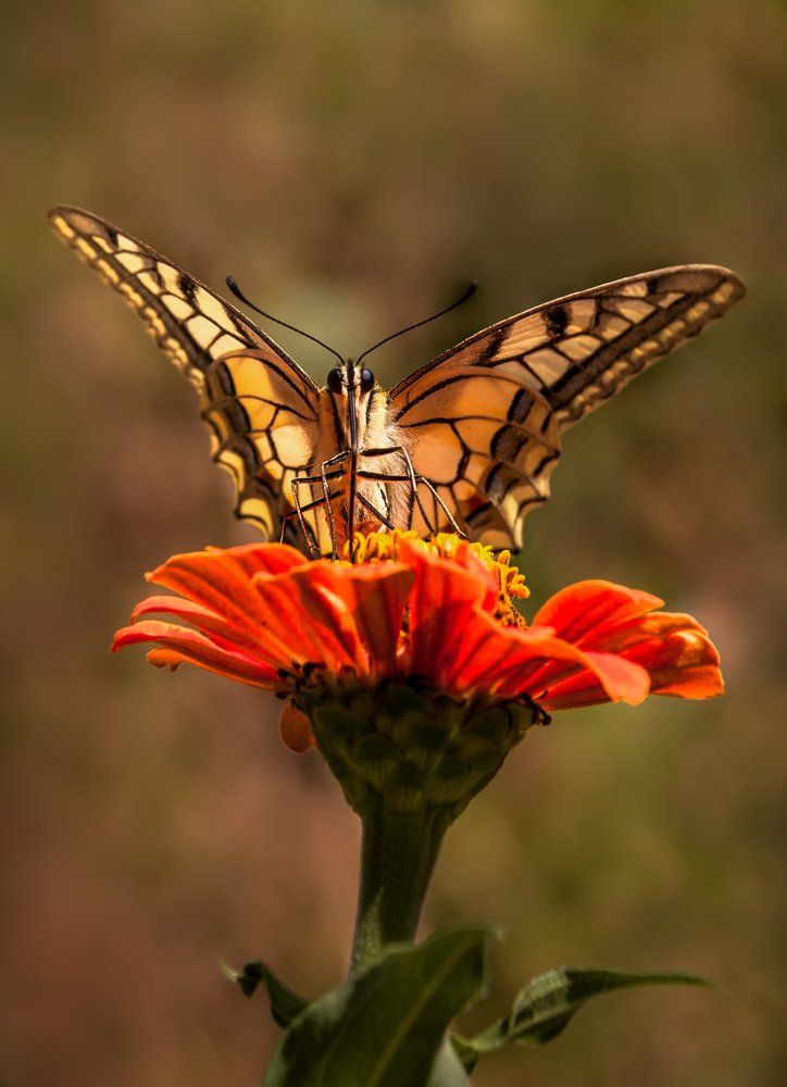 Вдохновение успеха