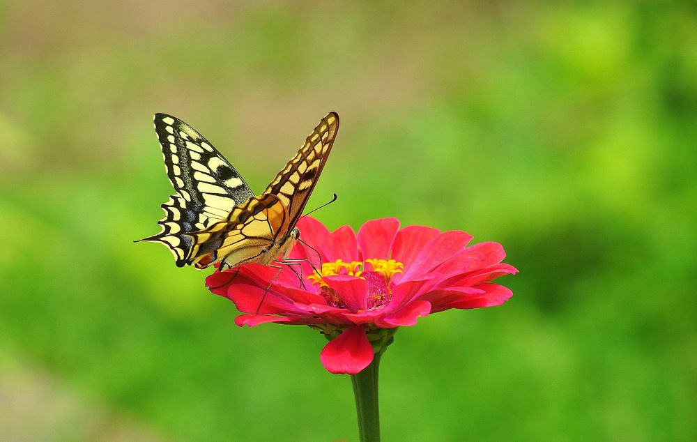 Летающий цветок..
