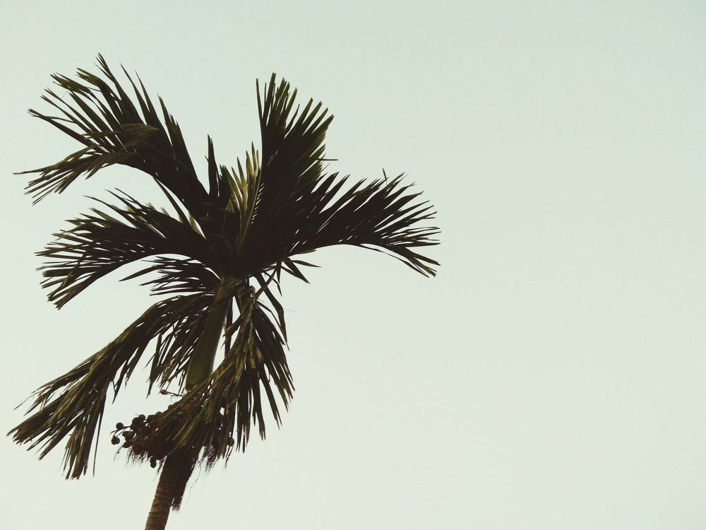 battle nut tree