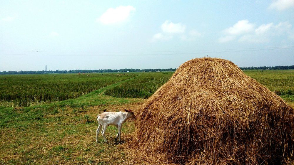cow in a paddy field