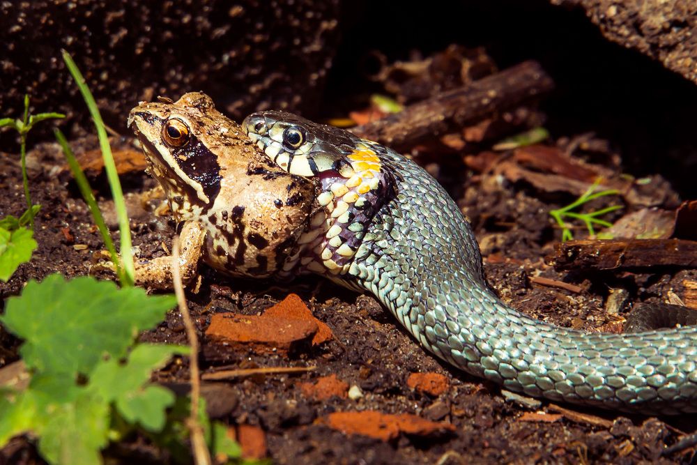 Взгляд жертвы