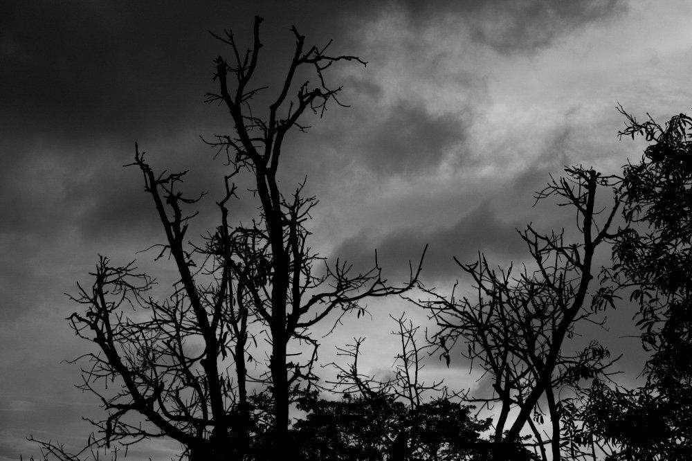 Like the tree which sheds the leaf, in the same was we have to sheds our stress