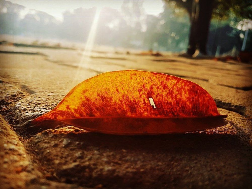 Every leaf is unique