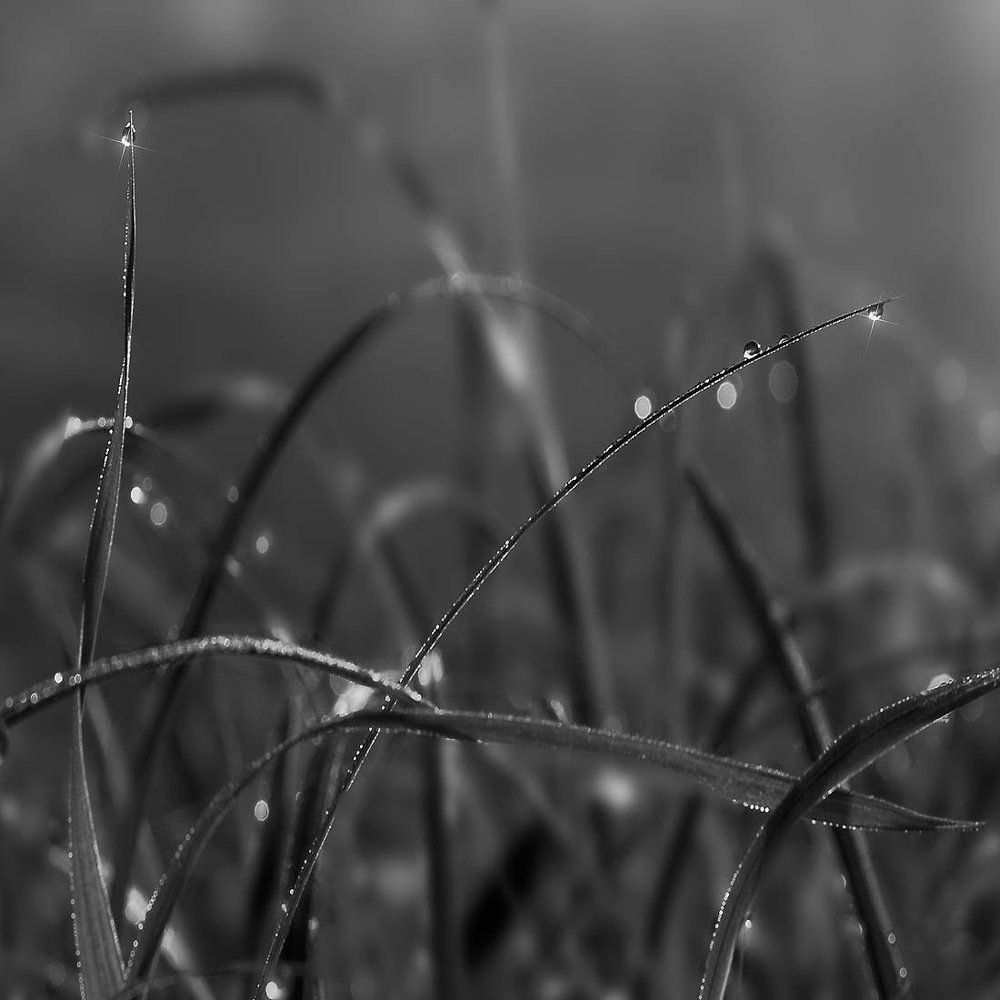 Капельная симфония!